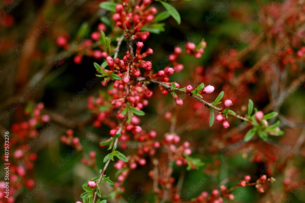 red berries of a bush red berries of a bush