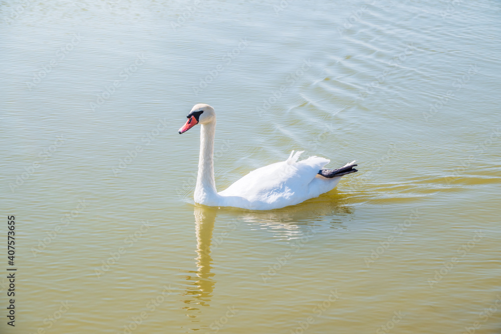 Obraz premium Graceful white Swan swimming in the lake, swans in the wild. Portrait of a white swan swimming on a lake.