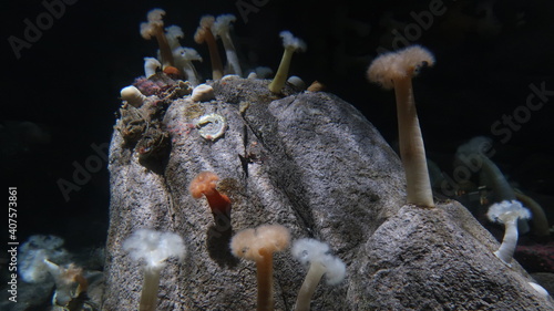 Photography Coral
