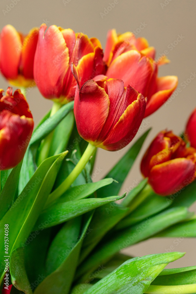 A bouquet of red tulips with green stems. Floral bouquet on beige background A bouquet of red tulips with green stems. Floral bouquet on beige background