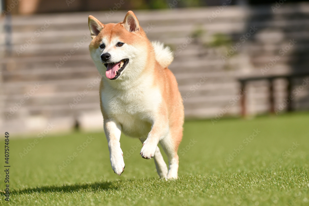 ドッグランで遊ぶ柴犬 ドッグランで遊ぶ柴犬
