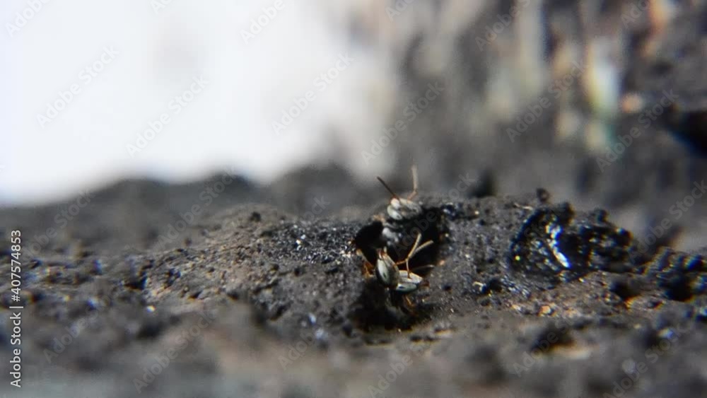 Sting less bees love to make beehives on trees and houses. Here's a close up footage of a beehive made at home Sting less bees love to make beehives on trees and houses. Here's a close up footage of a beehive made at home