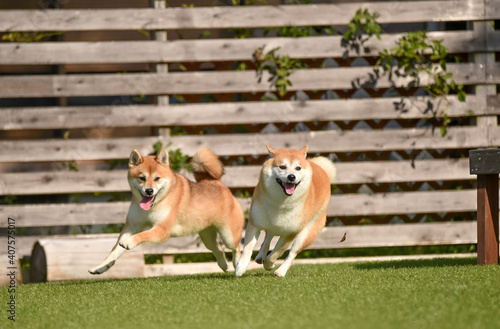 ドッグランで遊ぶ柴犬