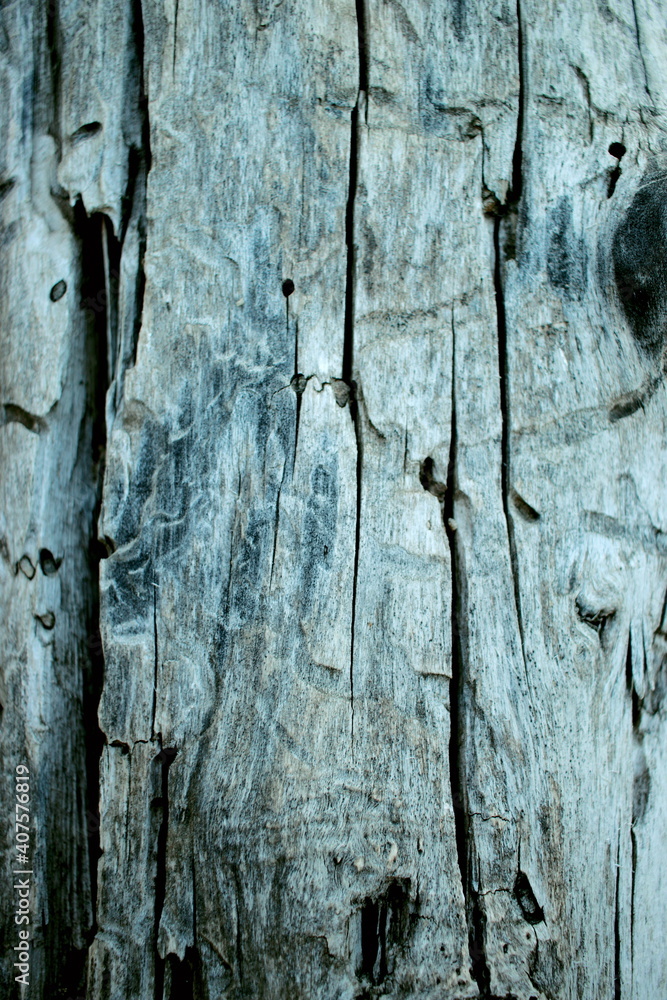 Obraz premium The structure of the tree