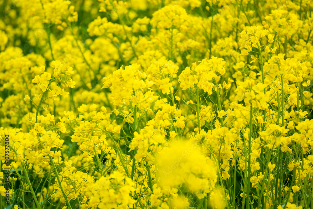 Rape field in full bloom in spring