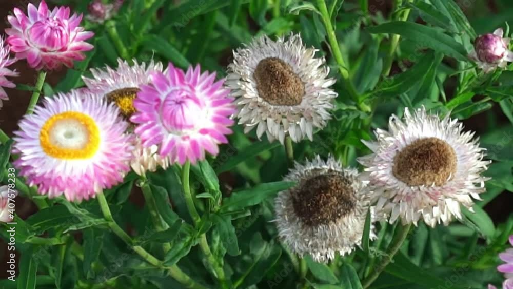 Helichrysum bracteatum bloom in a small garden. This flower symbolizes eternal love, used as a gift in love, although the flower is dead but retains its original color. Helichrysum bracteatum bloom in a small garden. This flower symbolizes eternal love, used as a gift in love, although the flower is dead but retains its original color.