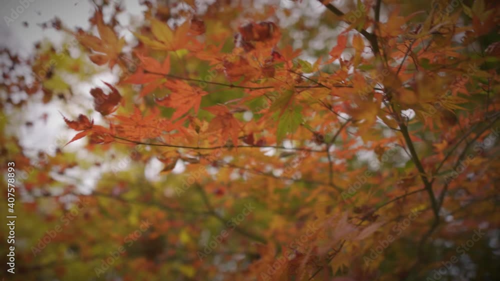 紅葉_02 紅葉_02
