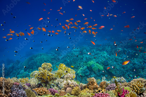 Colorful Coral Reef With Exotic Fishes At The Bottom Of Red Sea