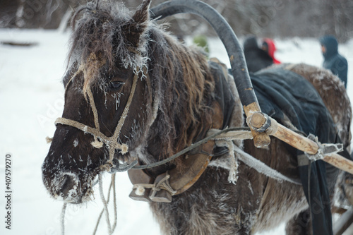 Harnessed horse stands frost-covered in frosty weather, close-up. © esalienko