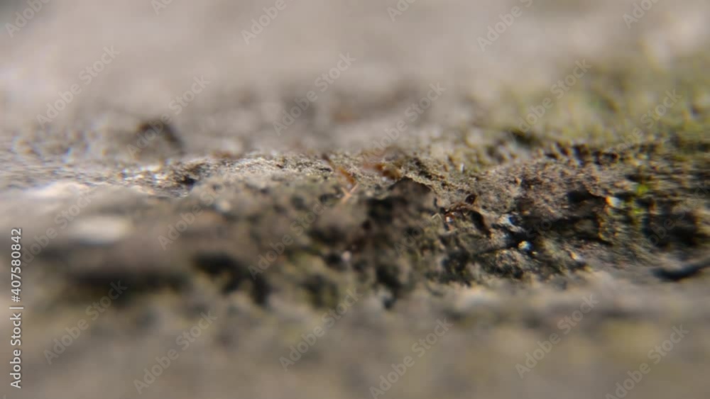 ant colony activity in nest holes in the ground ant colony activity in nest holes in the ground