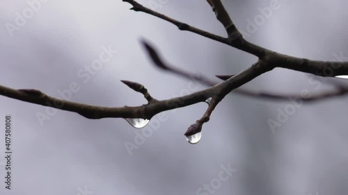 Wallpaper Mural Water drops on tree branch in the rainy twilight. Natural outdoor concept. Macro.
 Torontodigital.ca