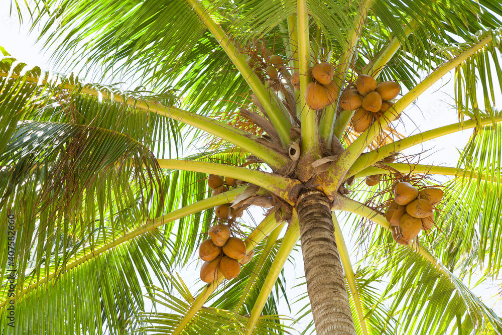 Fototapeta premium coconut trees