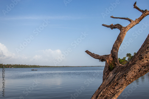 isolated dry tree in an unique landscape background