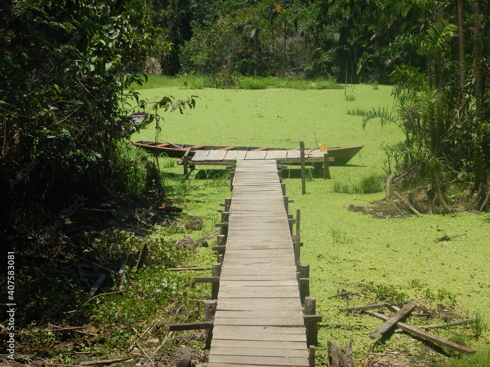 wooden bridge in the forest wooden bridge in the forest