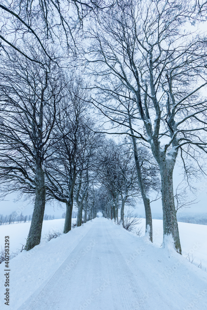 Obraz premium Snowy trees in winter landscape. Orlicke mountains in winter, beautiful cold day near ski resort, Eastern Bohemia, Czech Republic. Trees covered with snow.