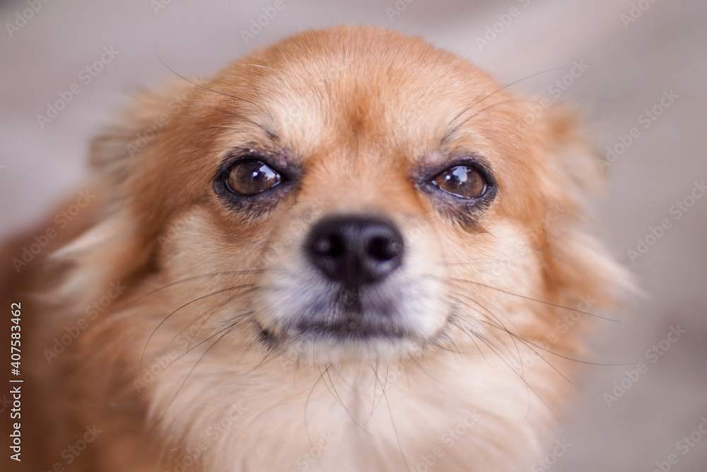 Close up brown Chihuahua dog.