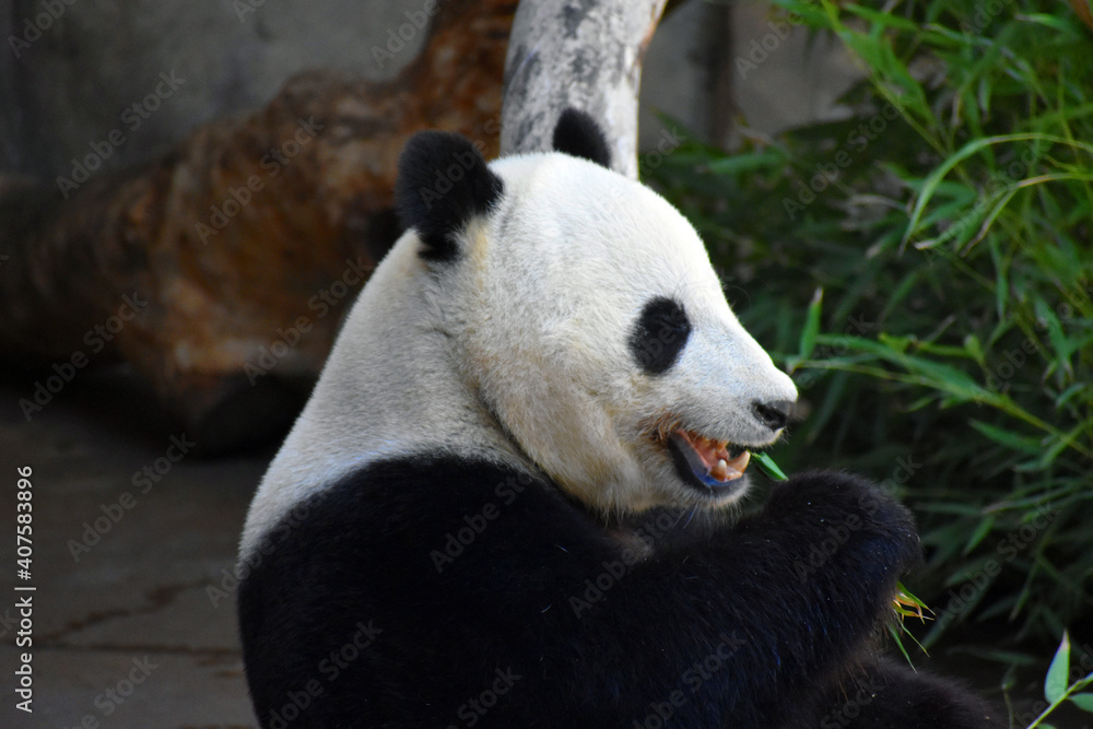Obraz premium panda eating bamboo