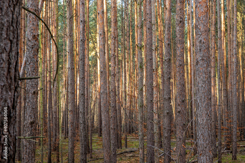 Ein Kiefernwald im Land Brandenburg, schlanke Baumstämme stehen als Monokultur.
