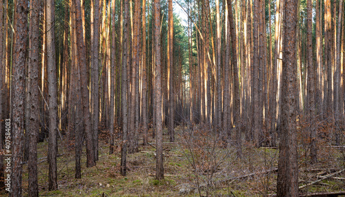 Fototapeta Naklejka Na Ścianę i Meble -  Ein Wald im Land Brandenburg, schlanke Kiefern stehen als Monokultur.
