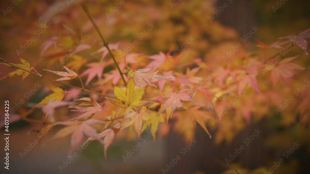 紅葉_16 紅葉_16