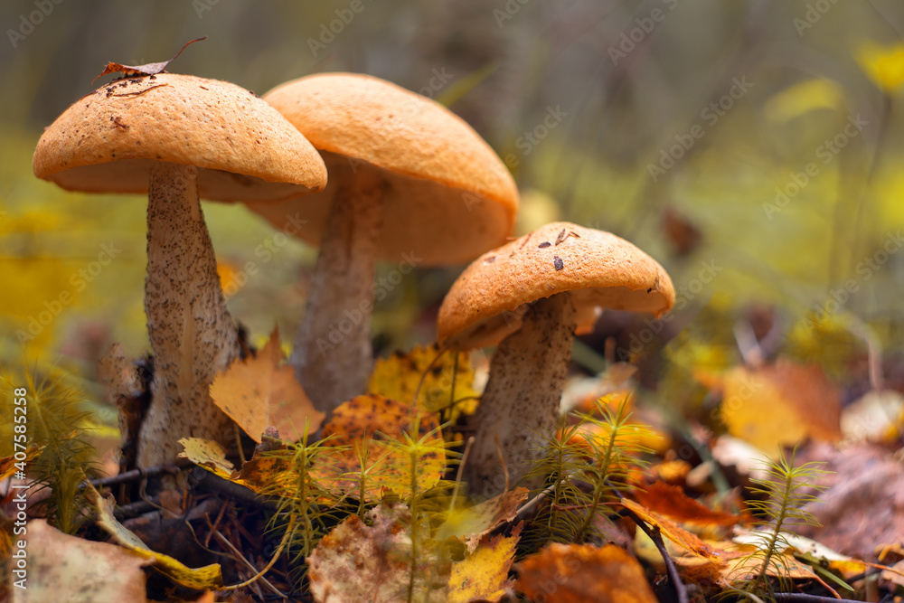 Edible mushrooms grow in the forest. Edible mushrooms grow in the forest.