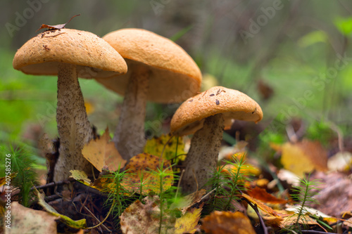 Edible mushrooms grow in the forest.