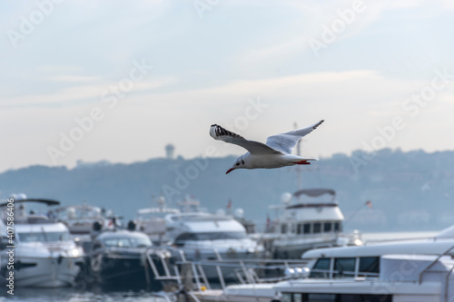 Seagull flying for fishing watches the sea around the marina in the daytime