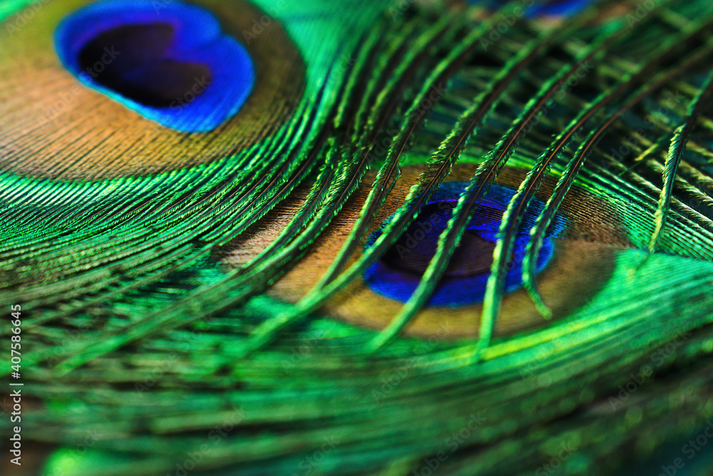Naklejka premium Creative background of colorful peacock feathers.Close-up,selective focus with shallow depth of field.