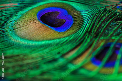 Creative background of colorful peacock feathers.Close-up,selective focus with shallow depth of field.