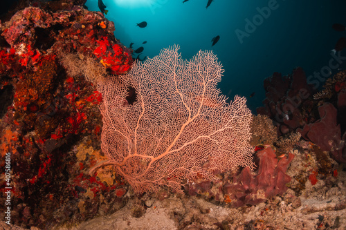 Tablou canvas Colorful underwater coral reef scene, coral reef surrounded by small tropical fi