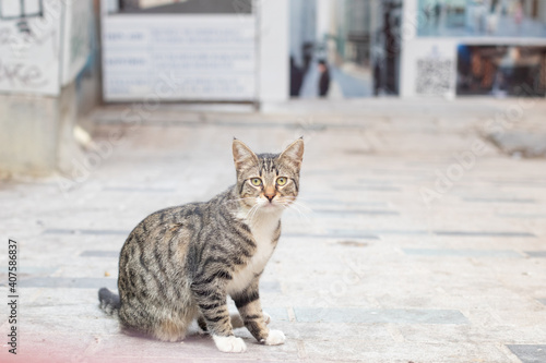 Lonely sad homeless cat on a city street