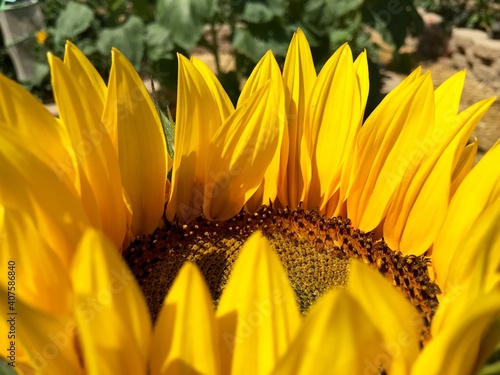 close up of sunflower