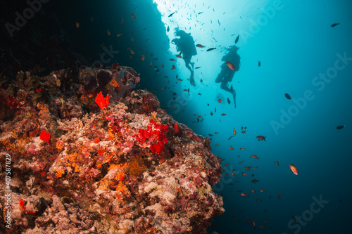Scuba divers swimming among colorful reef ecosystems underwater, surrounded by schools of small tropical fish  © Aaron