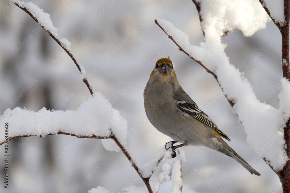 A female pine grosbeak sits in a snow-covered tree on a sunny Alaska winter day A female pine grosbeak sits in a snow-covered tree on a sunny Alaska winter day