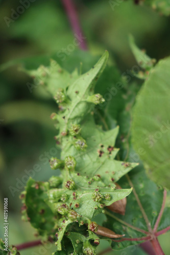 Close-up of green Wine leaf with many galls caused by parasites or insect. Vine plant with disease or illness