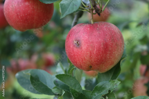 Close-up of red Gala apples with brown spots on branch in the orchard. Red apple s with disease