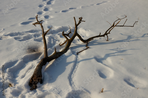 Branch on a snow.