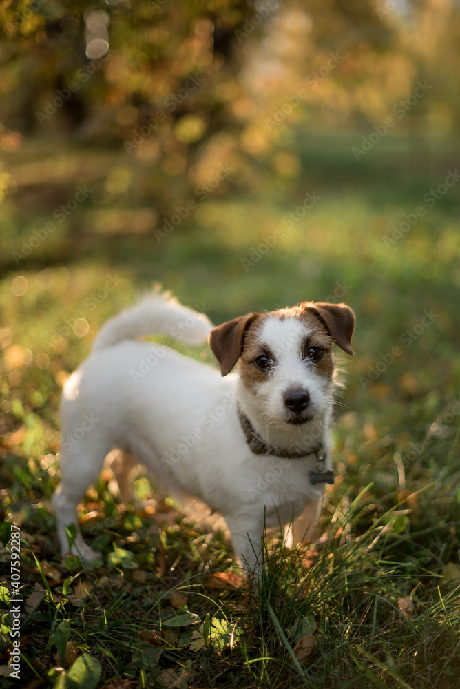 ack Russell Terrier dog on a walk in the park on a sunny day