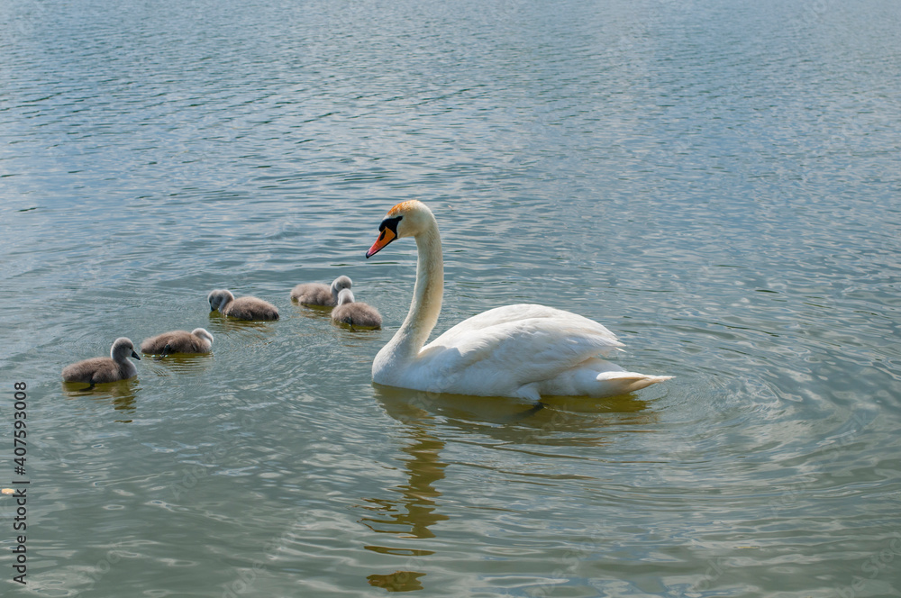 pair of swans with little swans pair of swans with little swans