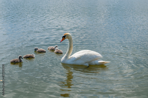 pair of swans with little swans © mikhailgrytsiv