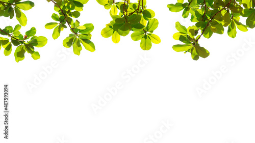Fresh light green leaves on white background for spring summer natural concept design. © winning7799