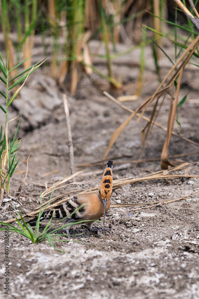 Eurasian Hoopoe or Common hoopoe or Upupa epops Eurasian Hoopoe or Common hoopoe or Upupa epops