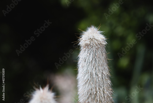 A special cactus plant covered with white spikes that resemble hair  a blurry dark green background