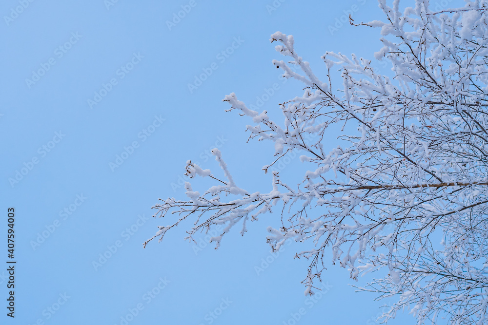 Birch branches covered with white frost on a blue background.
