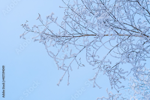 Birch branches covered with white frost on a blue background.