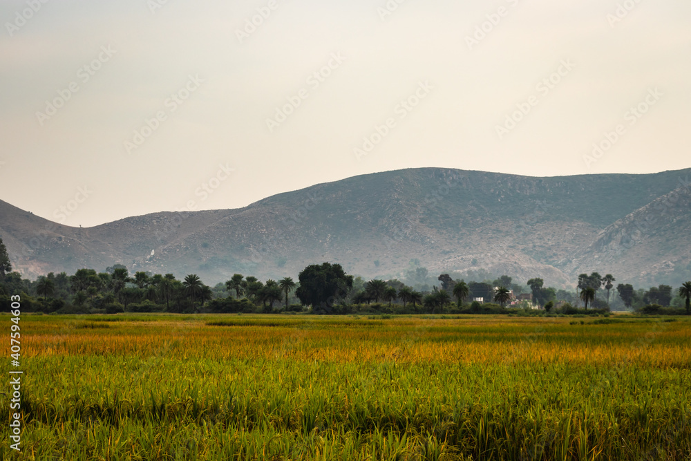crop farming fields in countryside rural village area with mountain background