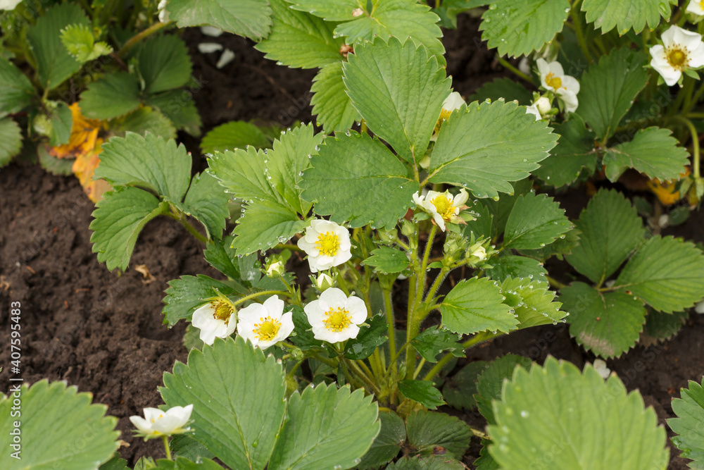 Flowering strawberry bushes at the garden in springtime. Flowering strawberry bushes at the garden in springtime.