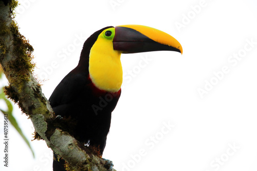 Chestnut-mandibled toucan or Swainson's toucan (Ramphastos ambiguus swainsonii) in Equador photo