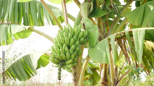 Wallpaper Mural Micro shot of green bananas hanging on a banana tree Torontodigital.ca