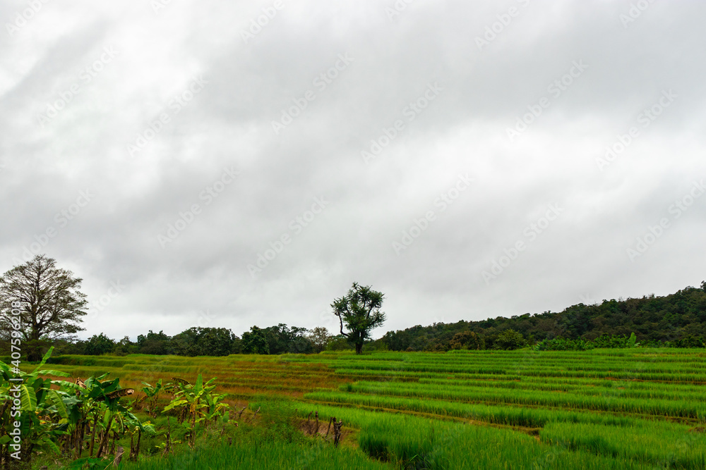 crop farming fields in countryside rural village area crop farming fields in countryside rural village area